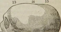An illustration from Elements of phrenology (1845)