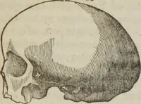 Picture 31 of 44 from Elements of phrenology (1845), leaf 120