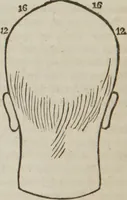 An illustration from Elements of phrenology (1845)