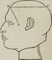 An illustration from Elements of phrenology (1845)