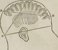 Picture 7 of 44 from Elements of phrenology (1845), leaf 51