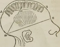An illustration from Elements of phrenology (1845)