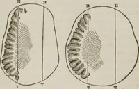 An illustration from Elements of phrenology (1845)