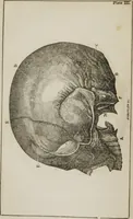 An illustration from Elements of phrenology (1845)