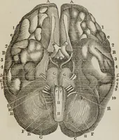 An illustration from Elements of phrenology (1845)