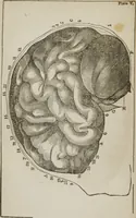 An illustration from Elements of phrenology (1845)