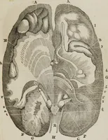 Picture 14 of 44 from Elements of phrenology (1845), leaf 80