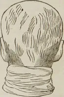 Picture 15 of 44 from Elements of phrenology (1845), leaf 83