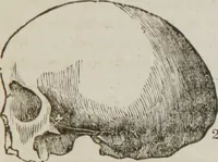 An illustration from Elements of phrenology (1845)