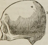 An illustration from Elements of phrenology (1845)