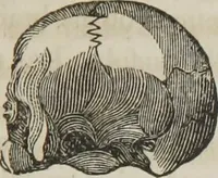 An illustration from A system of phrenology (1834)