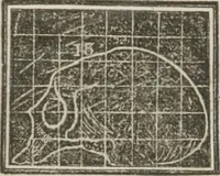 An illustration from A system of phrenology (1834)