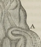 An illustration from A system of phrenology (1834)