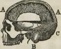 An illustration from A system of phrenology (1834)