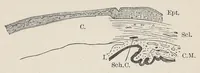 An illustration from Diseases of the eye (1900)