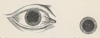 An illustration from Diseases of the eye (1900)
