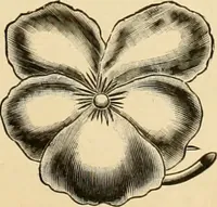 An illustration from 13th annual illustrated catalog, 1889 ... containing illustrations and prices of a few leading and staple styles of diamonds, watches, jewelry, silverware, clocks, canes, umbrellas, opera glasses, gold spectacles, eye glasses, etc. (1889)