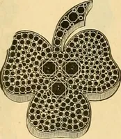 An illustration from 13th annual illustrated catalog, 1889 ... containing illustrations and prices of a few leading and staple styles of diamonds, watches, jewelry, silverware, clocks, canes, umbrellas, opera glasses, gold spectacles, eye glasses, etc. (1889)