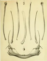 An illustration from Report of the geological exploration of the fortieth parallel (1870)