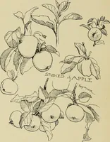 An illustration from Art crafts for amateurs (1901)