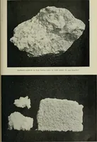 An illustration from Annual report (1891)