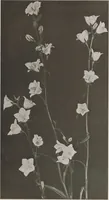 An illustration from Keramic studio (1899)