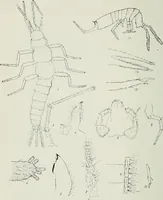 An illustration from Transactions (1879)