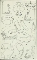 An illustration from Transactions (1879)