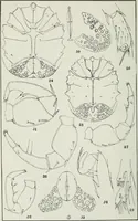 An illustration from Transactions (1879)