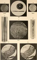 An illustration from The microscope and its revelations (1901)