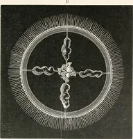 An illustration from The microscope and its revelations (1901)