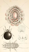 An illustration from The microscope and its revelations (1901)