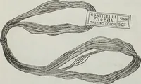 An illustration from Florence home needle-work (1895)