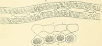 An illustration from The microscope and its revelations (1856)
