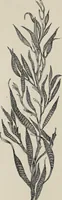 An illustration from Art-studies from nature, as applied to design : for the use of architects, designers, and manufacturers (1872)