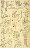 An illustration from The American monthly microscopical journal (1880)