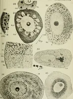An illustration from Quarterly journal of microscopical science (1853)