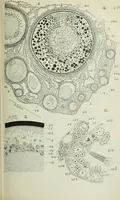 An illustration from Quarterly journal of microscopical science (1853)