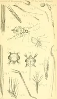 An illustration from The Journal of microscopy and natural science (1896)