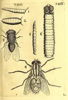An illustration from Obseruationes circa viuentia, quæ in rebus non viuentibus reperiuntur : Cum micrographia curiosa siue Rerum minutissimarum obseruationibus, quæ ope microscopij recognitæ ad viuum exprimuntur : his accesserunt aliquot animalium testaceorum icones non antea in lucem editæ : omnia curiosorum naturæ exploratorum vtilitati & iucunditati expressa & oblata (1691)