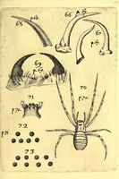 An illustration from Obseruationes circa viuentia, quæ in rebus non viuentibus reperiuntur : Cum micrographia curiosa siue Rerum minutissimarum obseruationibus, quæ ope microscopij recognitæ ad viuum exprimuntur : his accesserunt aliquot animalium testaceorum icones non antea in lucem editæ : omnia curiosorum naturæ exploratorum vtilitati & iucunditati expressa & oblata (1691)