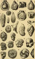An illustration from The Journal of microscopy and natural science (1884)