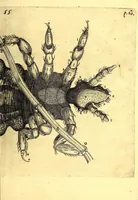 An illustration from Obseruationes circa viuentia, quæ in rebus non viuentibus reperiuntur : Cum micrographia curiosa siue Rerum minutissimarum obseruationibus, quæ ope microscopij recognitæ ad viuum exprimuntur : his accesserunt aliquot animalium testaceorum icones non antea in lucem editæ : omnia curiosorum naturæ exploratorum vtilitati & iucunditati expressa & oblata (1691)