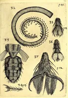 An illustration from Obseruationes circa viuentia, quæ in rebus non viuentibus reperiuntur : Cum micrographia curiosa siue Rerum minutissimarum obseruationibus, quæ ope microscopij recognitæ ad viuum exprimuntur : his accesserunt aliquot animalium testaceorum icones non antea in lucem editæ : omnia curiosorum naturæ exploratorum vtilitati & iucunditati expressa & oblata (1691)