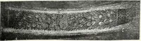 An illustration from Die Mosaiken der Christlichen Ära. 1. t: Die Wandmosaiken von Ravenna (1905)