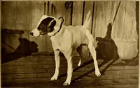 An illustration from American homes and gardens (1905)