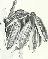 An illustration from The Australian flora in applied art (1915)