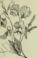 An illustration from The dictionary of needlework : an encyclopaedia of artistic, plain, and fancy needlework dealing fully with the details of all the stitches employed, the method of working, the materials used, the meaning of technical terms, and, where necessary, tracing the origin and history of the various works described (1882)