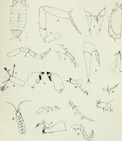 An illustration from Transactions (1879)