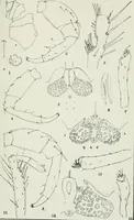 An illustration from Transactions (1879)